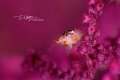 judged by our editor who says...
Magnificent color scheme! Perfect focus. LOVE IT! monthly hotshot click to zoom
